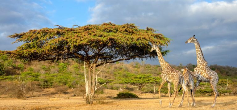 8-Day Nyerere National Park (Selous) And Zanzibar Packages